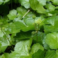 <i>Hydrocotyle javanica</i>  Thunb.